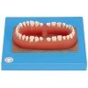 SET OF ADULT 32 TEETHS (SOFT)